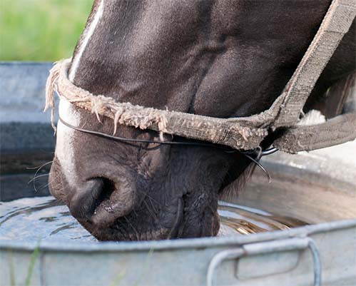 Thirsty Horse